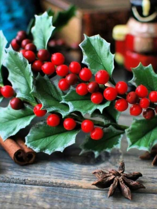 O‘tkir bargli ituzum Aureana Marginata Ilex (AQUIFOLIACEAE) urug‘i, 20 dona
