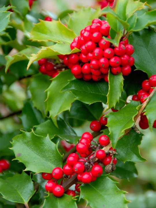 O‘tkir bargli ituzum Aureana Marginata Ilex (AQUIFOLIACEAE) urug‘i, 20 dona