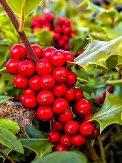 O‘tkir bargli ituzum Aureana Marginata Ilex (AQUIFOLIACEAE) urug‘i, 20 dona