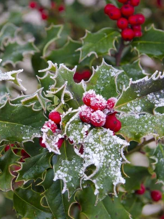 O‘tkir bargli ituzum Aureana Marginata Ilex (AQUIFOLIACEAE) urug‘i, 20 dona