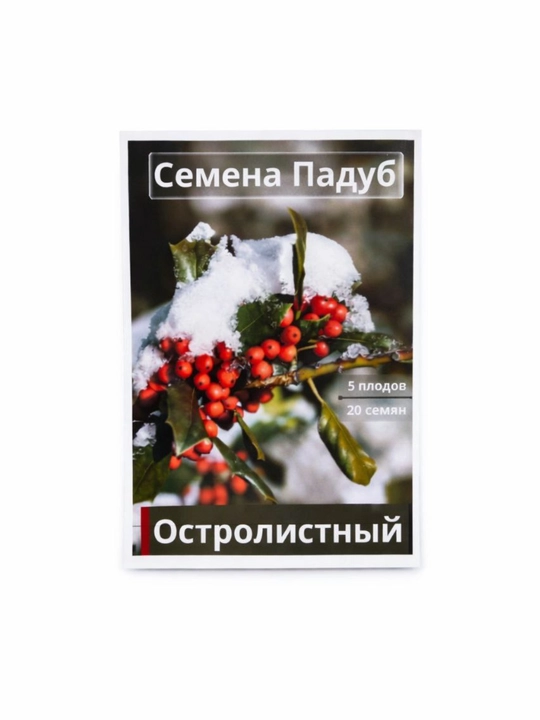O‘tkir bargli ituzum Aureana Marginata Ilex (AQUIFOLIACEAE) urug‘i, 20 dona - 