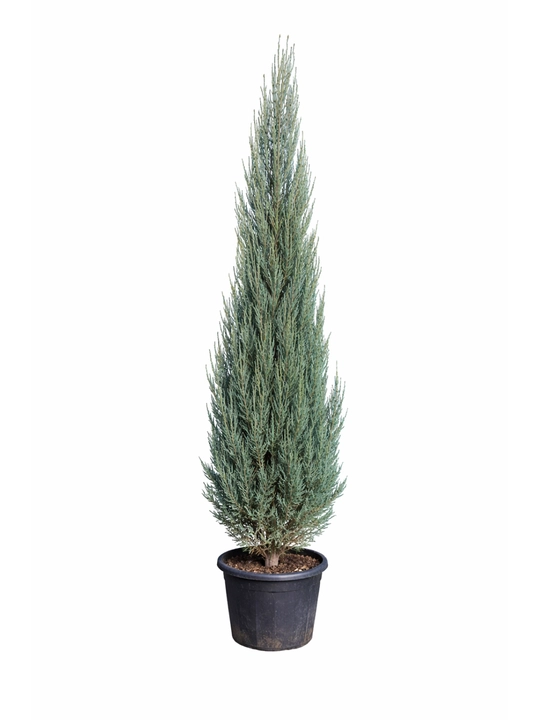 Juniperus Sky Rocket Blue — декоративный можжевельник, 250–300 см