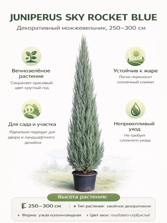 Juniperus Sky Rocket Blue — декоративный можжевельник, 250–300 см - 