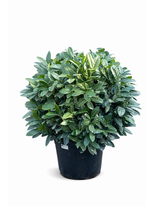 Laurus Nobilis — Лавр благородный декоративный, 66–70 см