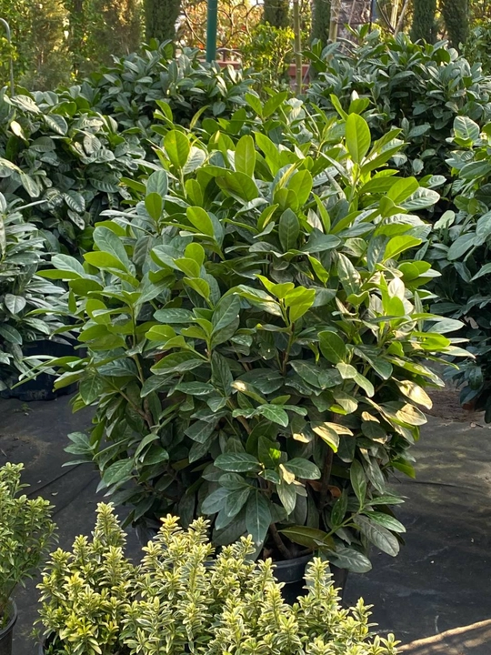 Laurus Nobilis — Лавр благородный декоративный, 66–70 см