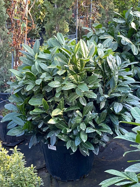 Laurus Nobilis — Лавр благородный декоративный, 66–70 см