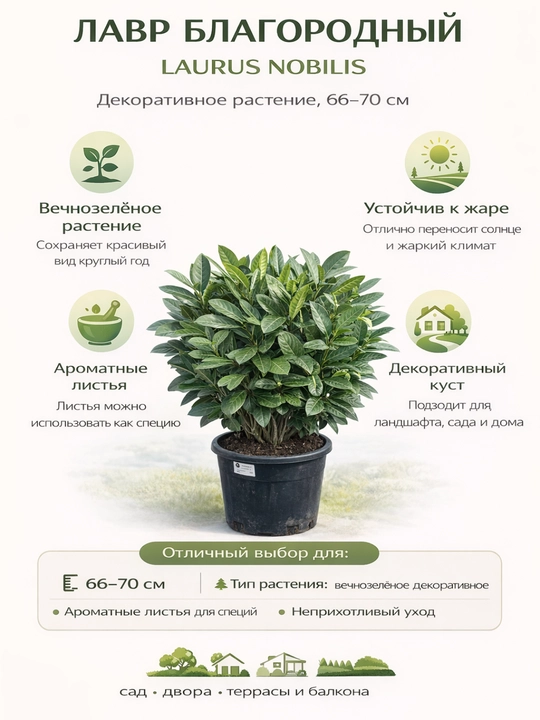 Laurus Nobilis — Лавр благородный декоративный, 66–70 см - 