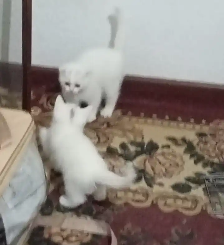 Сухой корм для котят с говядиной Winny , 2кг,10кг, (1-12 месяцев)