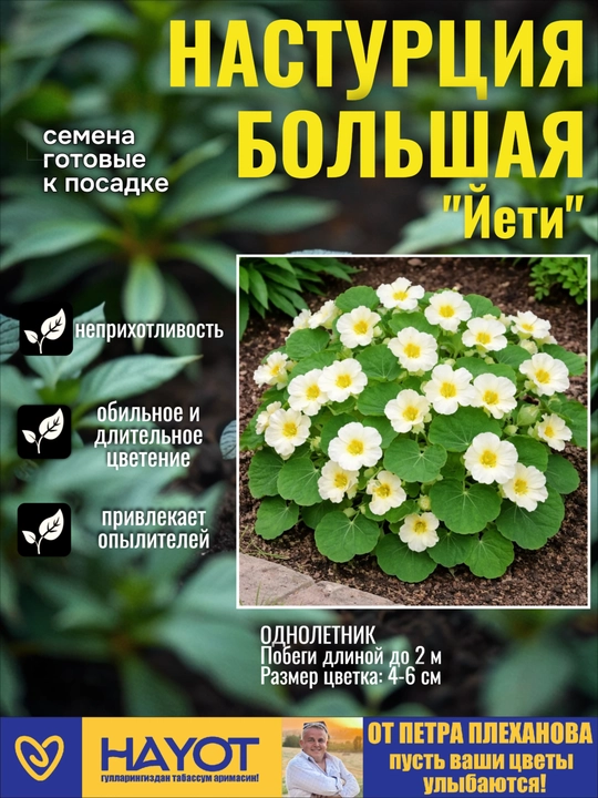 Настурция семена цветов: Йети, Аляска смесь, Малышка, Черный трюфель от Петра Плеханова - 