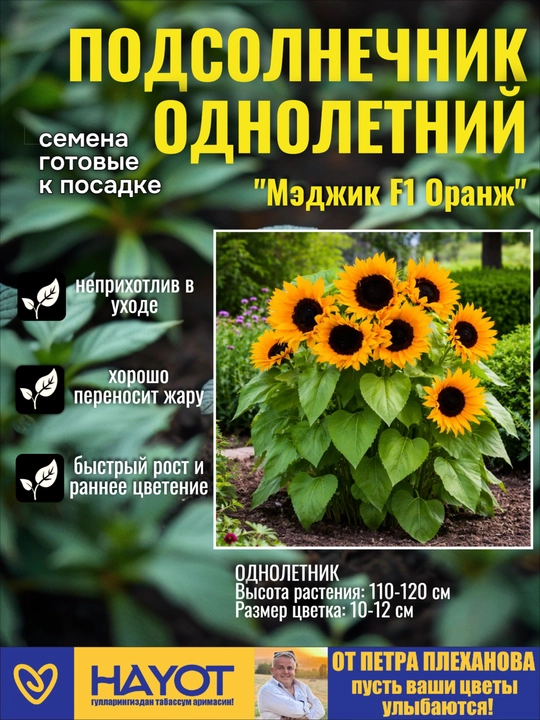 Семена подсолнечника декоративного от Петра Плеханова: Везувио, Мэджик F1, Мишка, Солнце - 
