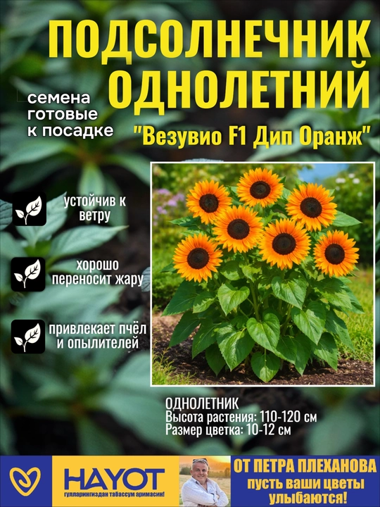 Семена подсолнечника декоративного от Петра Плеханова: Везувио, Мэджик F1, Мишка, Солнце - 