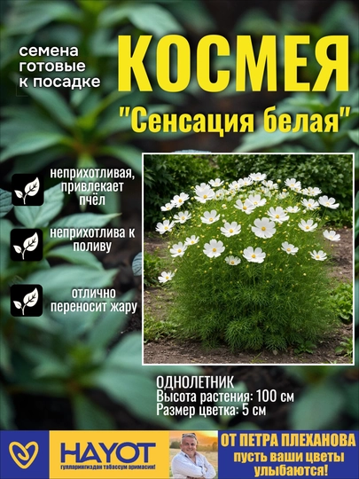 Семена космеи от Петра Плеханова: Сенсация, Ракушка, Дварф микс, Белая, Красная — TPP-КОСМЕЯ-БЕЛЫЙ
