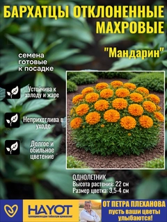 Рыжий