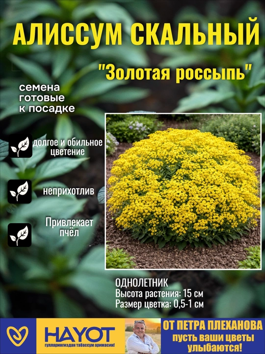 Семена алиссум от Петра Плеханова: Снежный ковер,Фиолетовая королева,Золотая россыпь, Микс - 