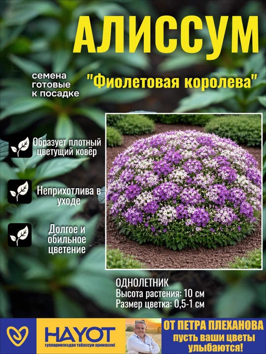 Семена алиссум от Петра Плеханова: Снежный ковер,Фиолетовая королева,Золотая россыпь, Микс - 