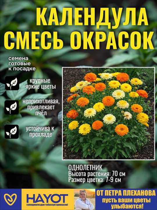 Календула от Петра Плеханова: Махровая Сансет и Смесь окрасок - 