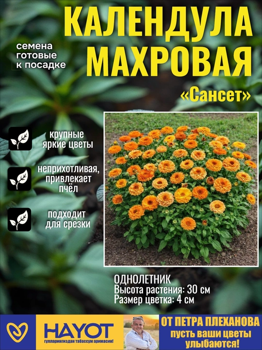 Календула от Петра Плеханова: Махровая Сансет и Смесь окрасок - 