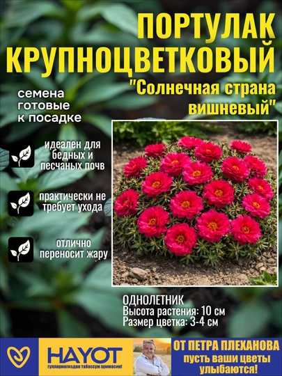 Семена цветов от Петра Плеханова: Цинния, Петуния, Портулак, Нигелла, Гомфрена, Целозия — TPP-ОДНОЛЕТНИЕСЕМЕНА-ТЕМНРОЗ