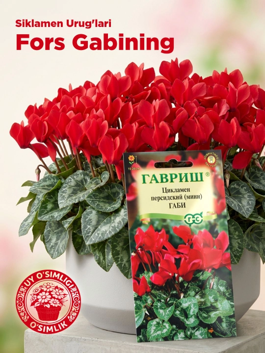Fors Gabining siklamen urug'lari, 3 dona, Gavrish 002490 - 