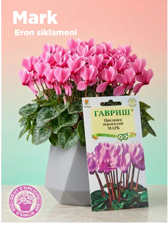 Eron siklameni urug‘i Mark, 3 dona - 