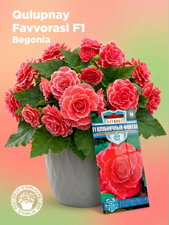 Urug'lar Begonia tuberous qulupnay favvorasi F1, 4 dona, Gavrish, rus qahramoni - 