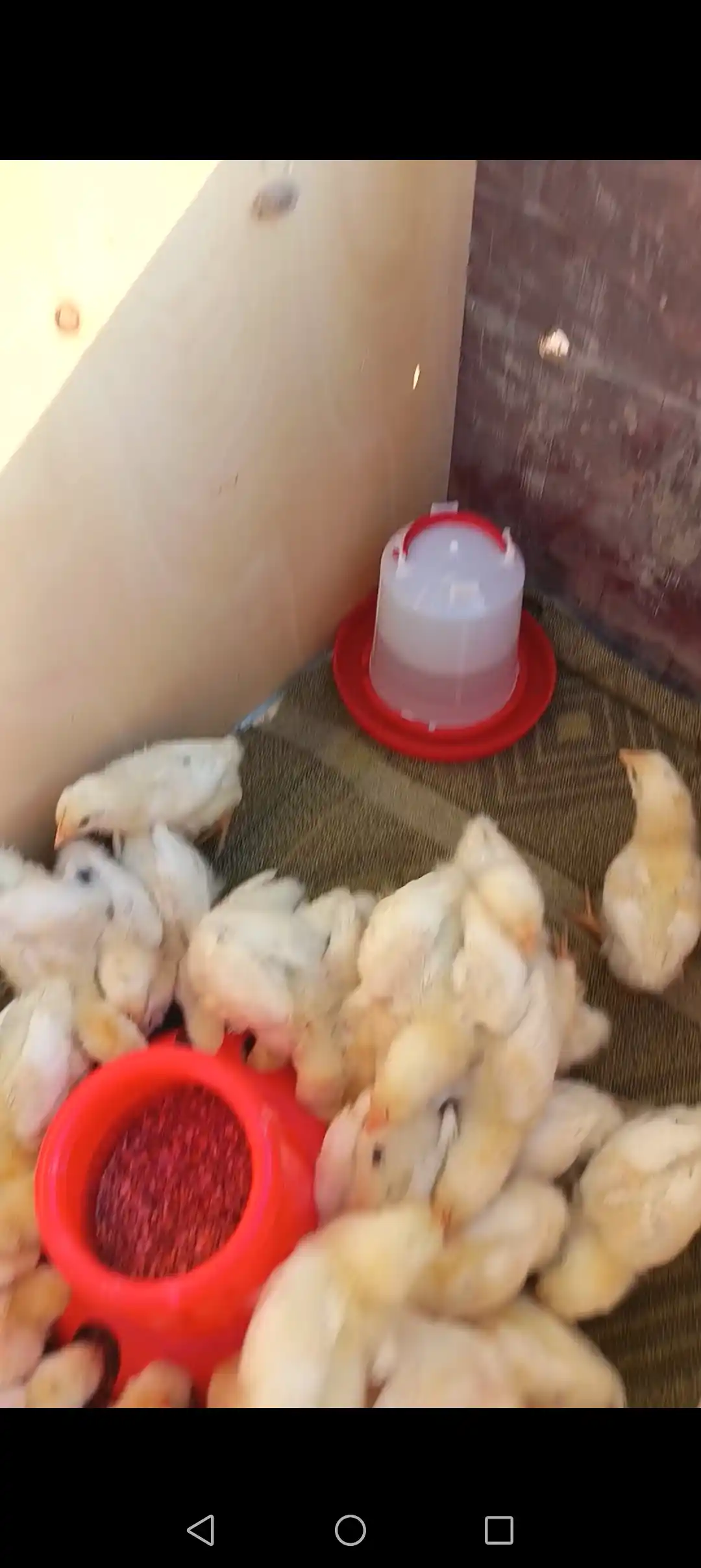 Vakuum ichgich 1 litr va bunker oziqlantiruvchi 1 kg Tovuqlar uchun