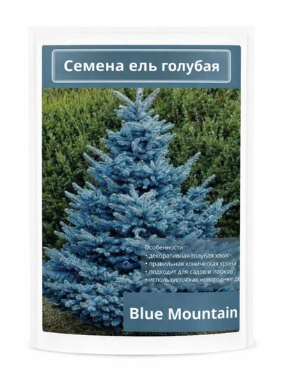 Ель голубая Blue Mountain — НИХОЛЧИ-ЕЛЬГОЛБ