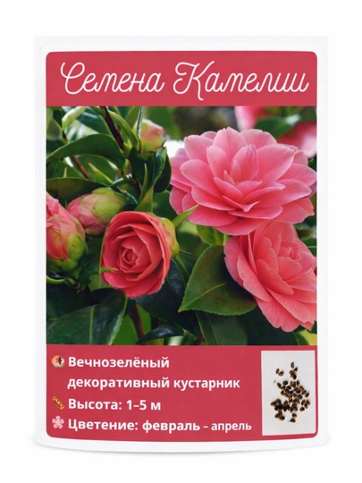 Камелия Японская, семена — НИХОЛЧИ-КАМЕЛЯП