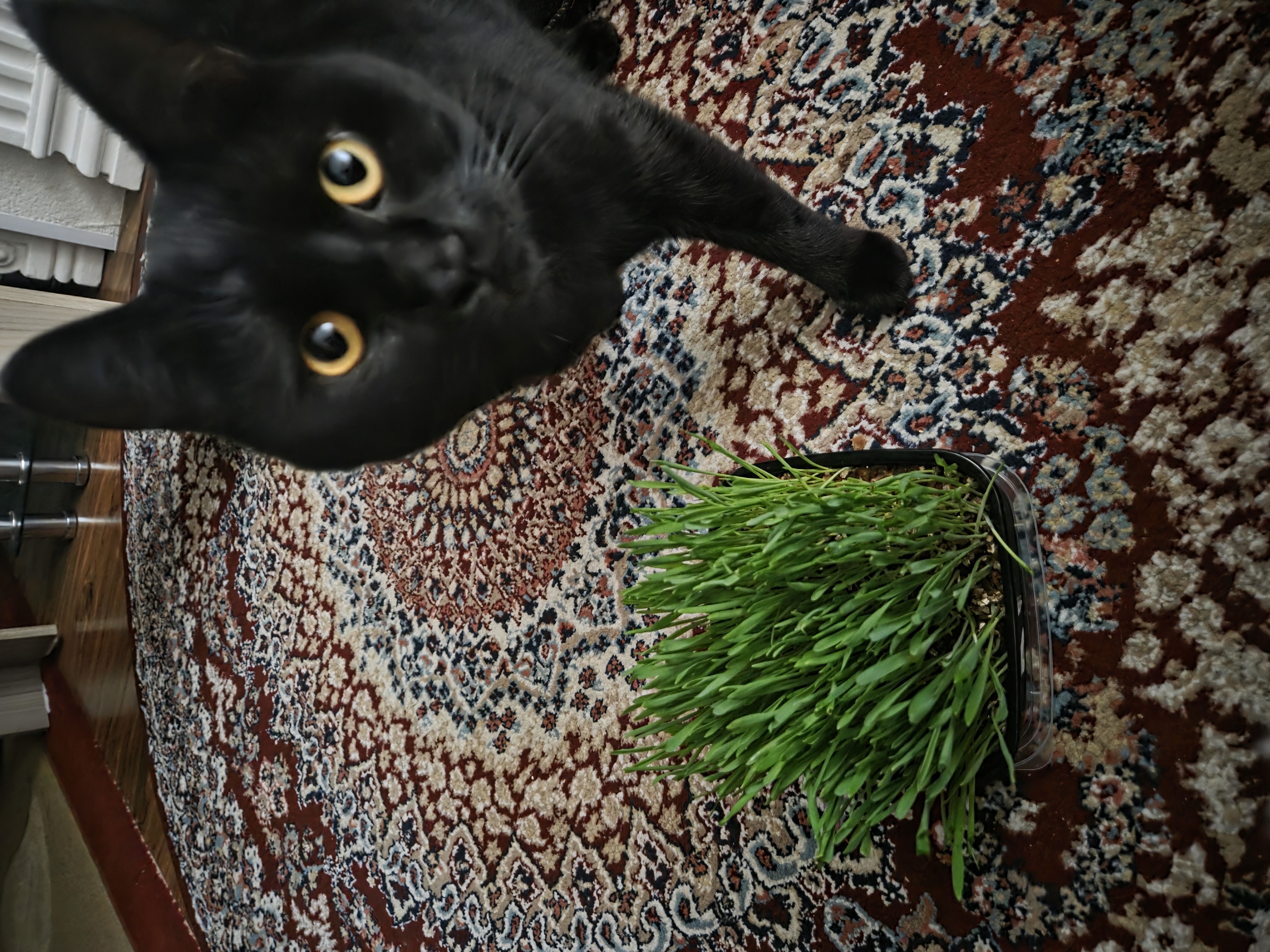 Smart Pets mushuk o'ti – yung g'uddalarini chiqaradi, ko'kat yetishtirish to‘plami, 130 g