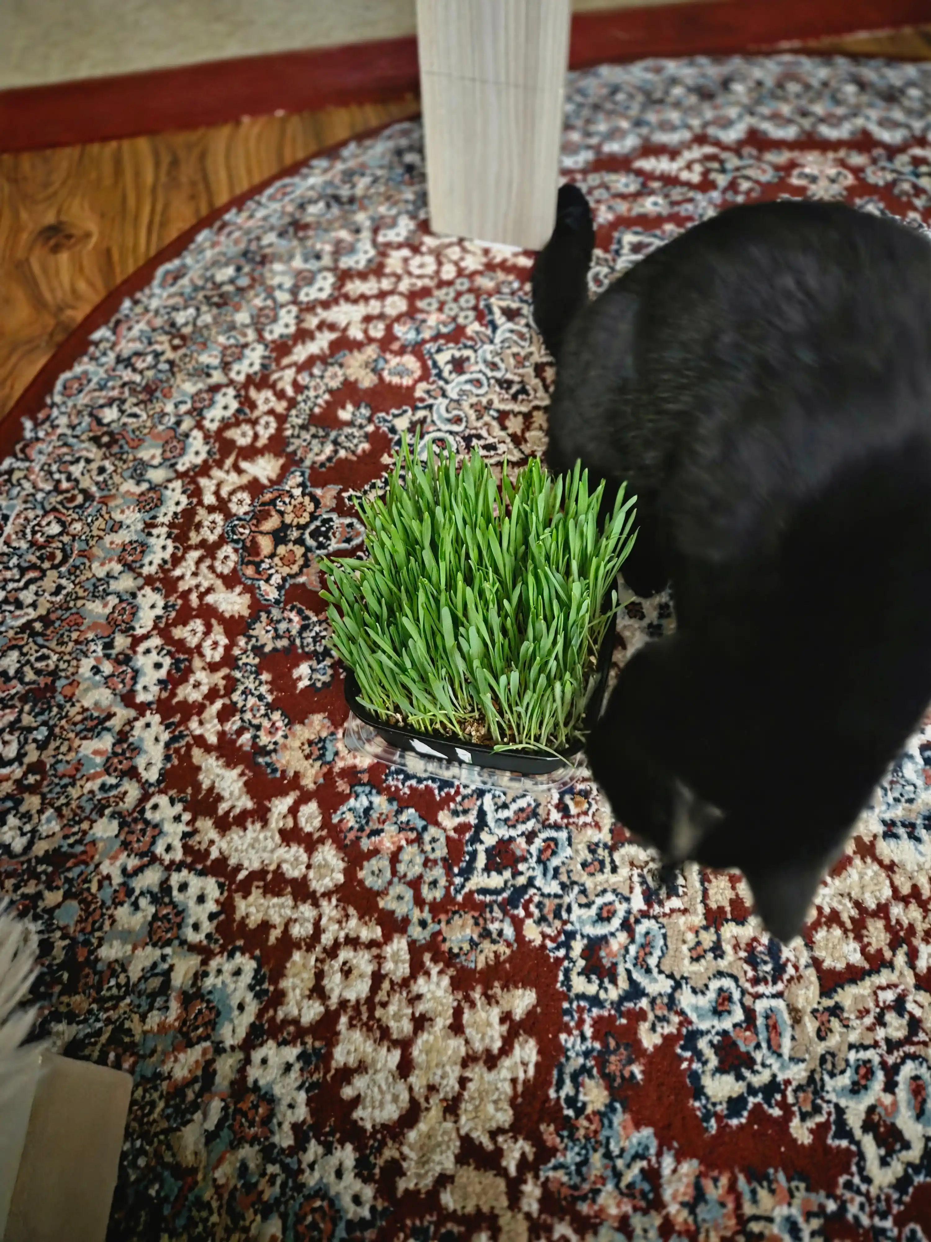 Smart Pets mushuk o'ti – yung g'uddalarini chiqaradi, ko'kat yetishtirish to‘plami, 130 g