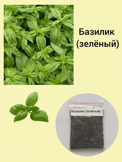 Семена кинза, помидор, укроп, листья, сельдерей, петрушка, редиска, базилик черный — KNEET-ЗЕЛЕНЬ-ЛЗЕЛЕН