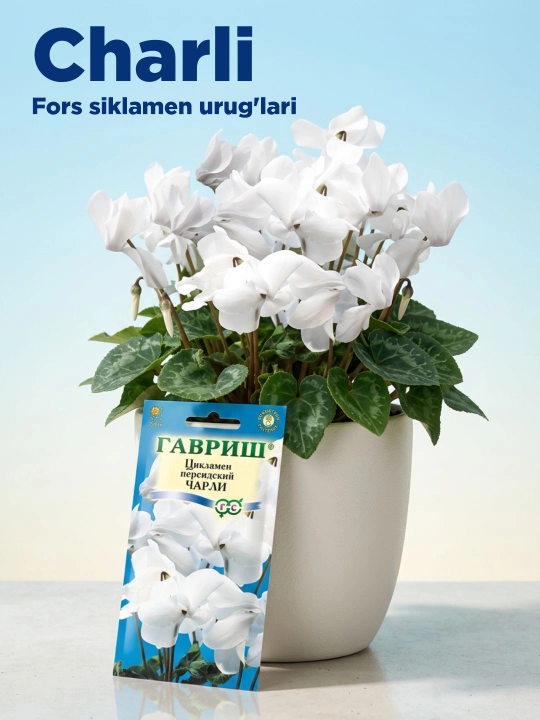 Fors siklamen urug'lari Charli, 3 dona, 002484 - 