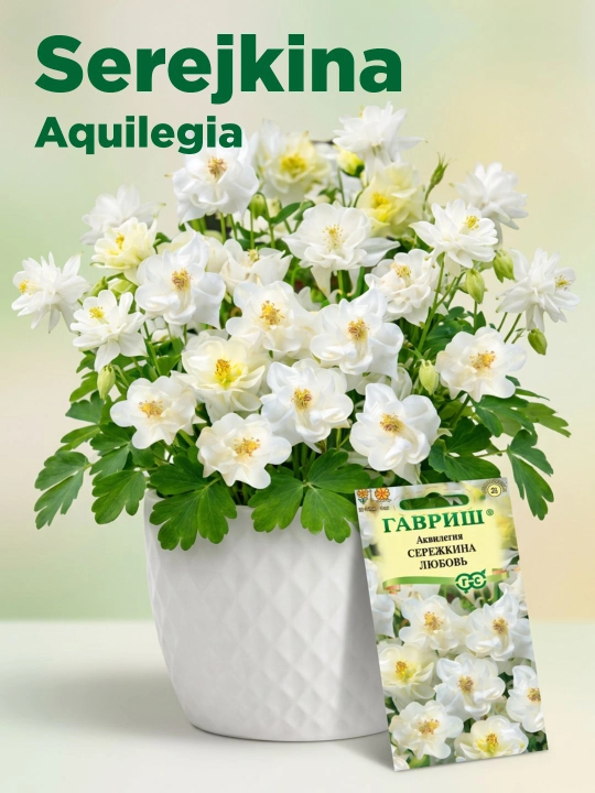 Aquilegia serejkina urug'lari sevgi, 0,05 gr, Gavrish, gullar to'plami - 
