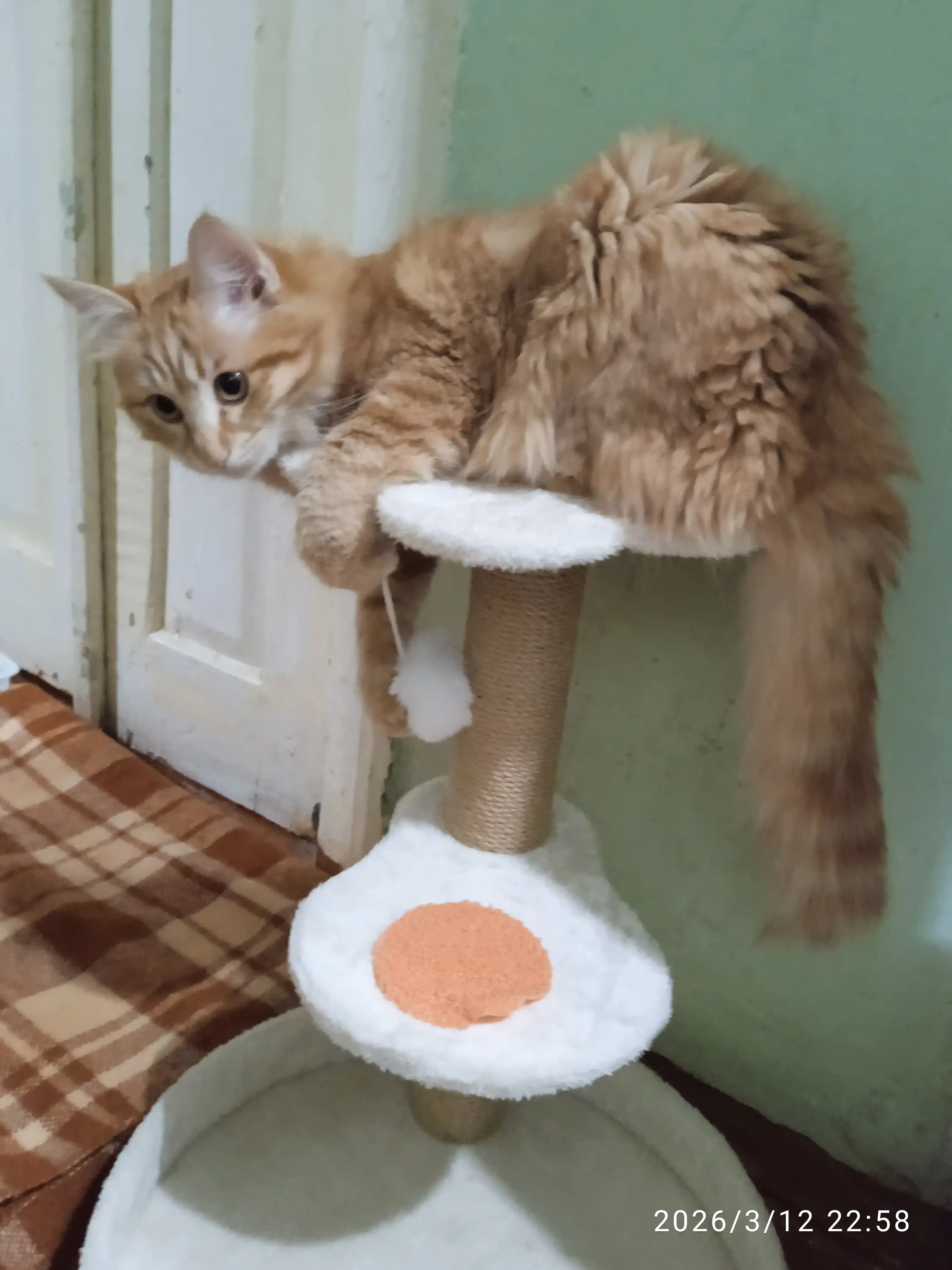 Игровой комплекс, для кошек, с когтеточкой, лежанка, домик для кошек