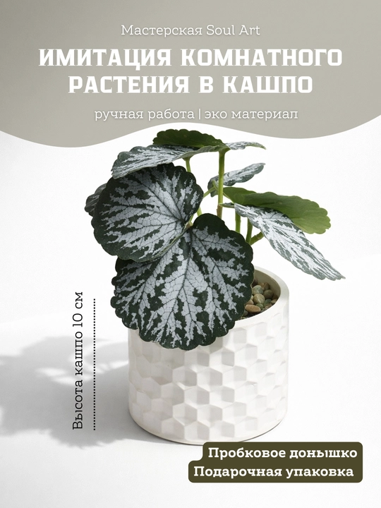 Tuvakdagi dekorativ sun'iy o'simliklar, begonia, peperomiya, kalateya