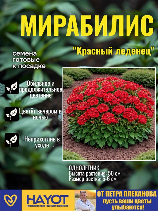 Семена мирабилиса (Ночная красавица): Красный и Абрикосовый леденец от Петра Плеханова - 