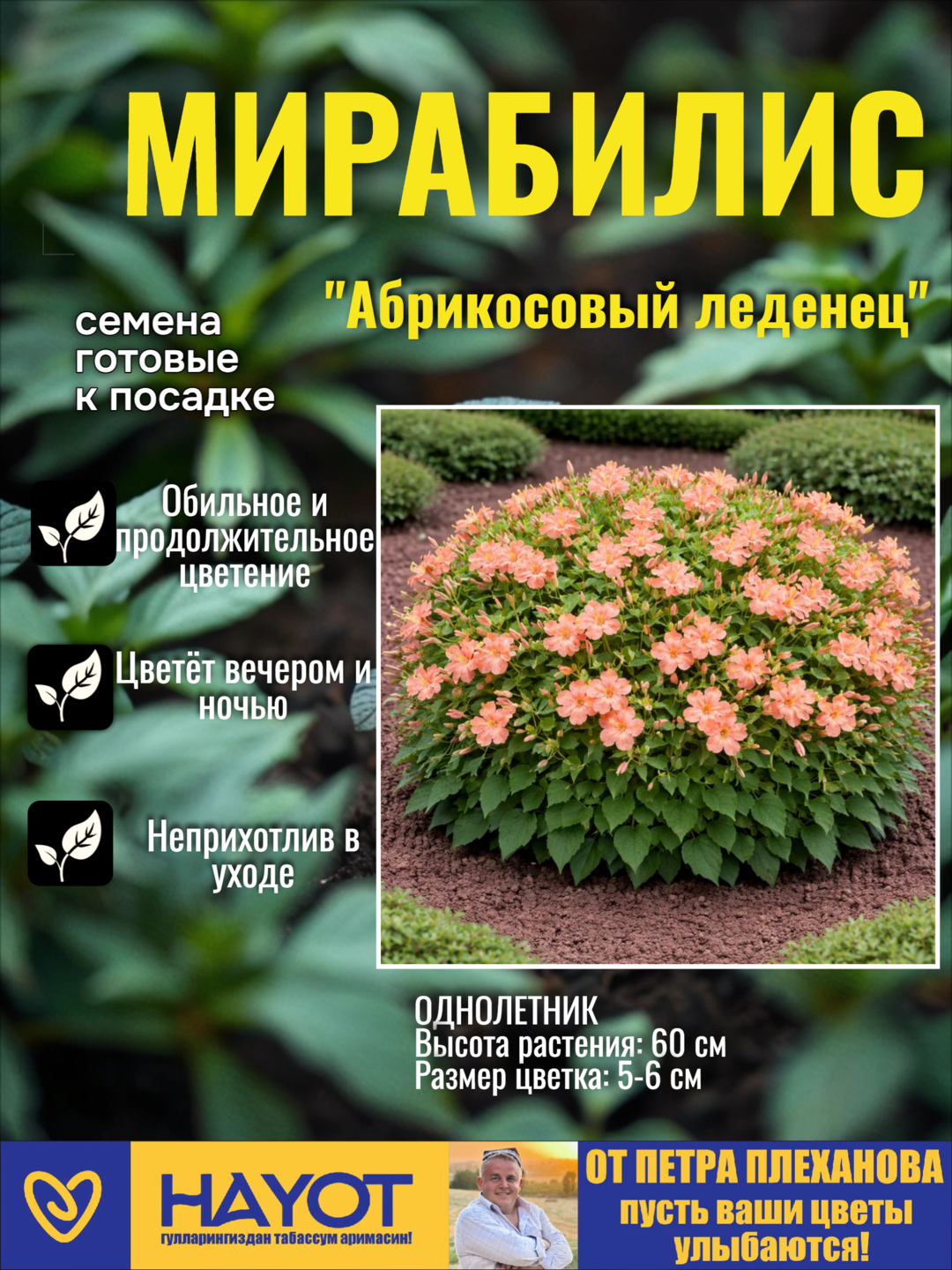 Семена мирабилиса (Ночная красавица): Красный и Абрикосовый леденец от Петра Плеханова - 