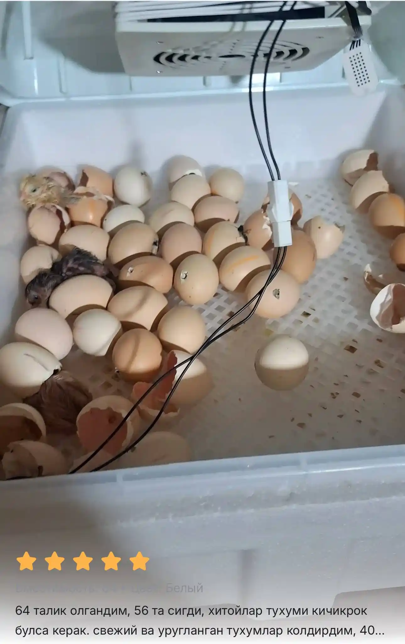 Inkubator, Avtomatik burilishli tuxum inkubatori, termoregulyator,haroratni nazorat qilish