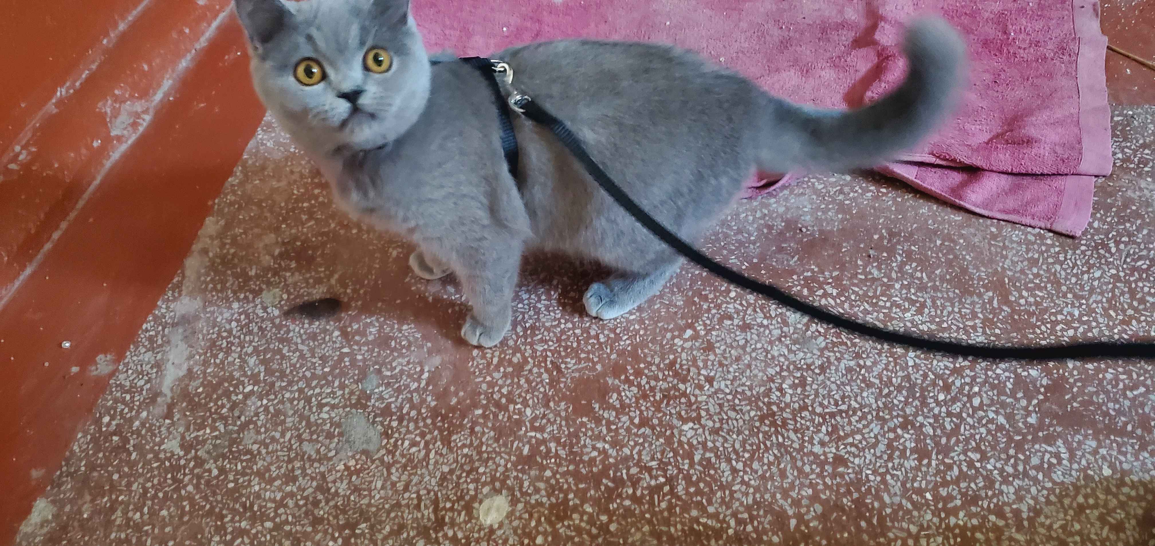 Шлейка для кошек