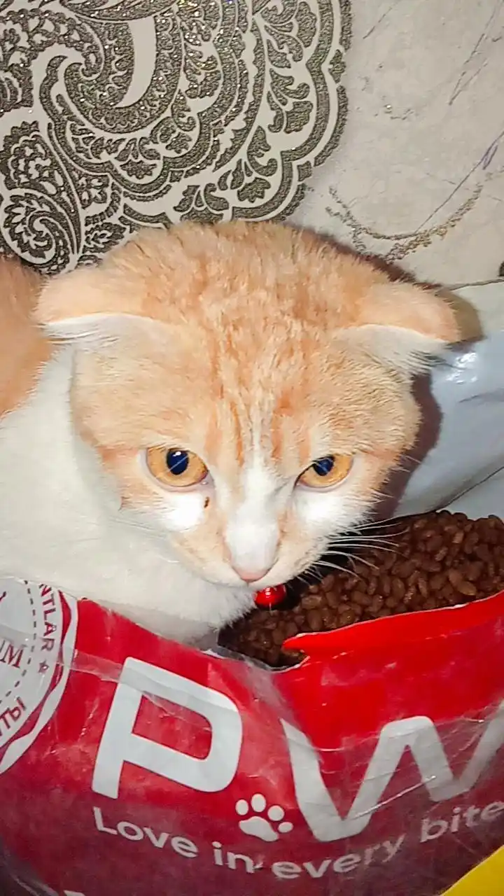 Paw Picks mushuklar uchun quruq yem, baliq bilan 10 kg