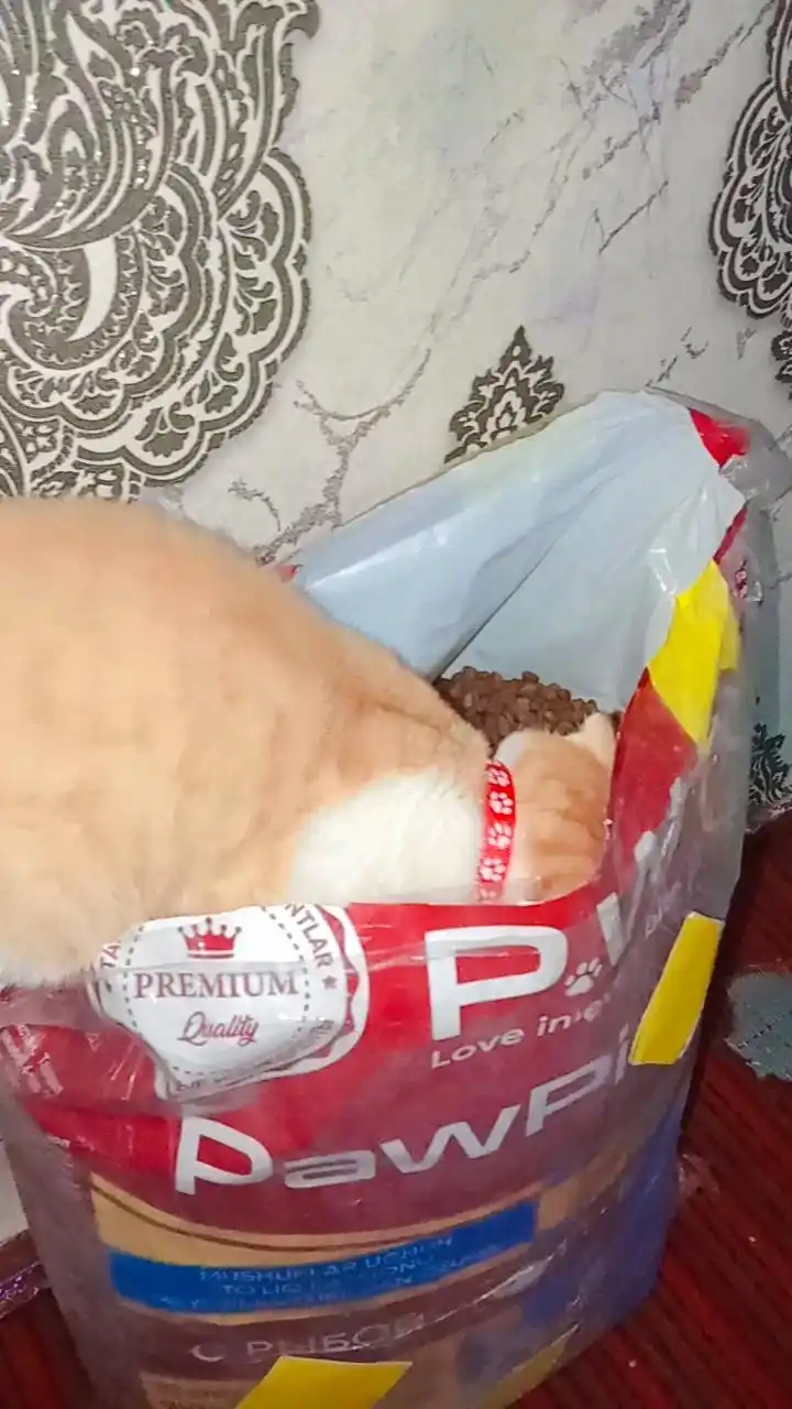 Paw Picks mushuklar uchun quruq yem, baliq bilan 10 kg