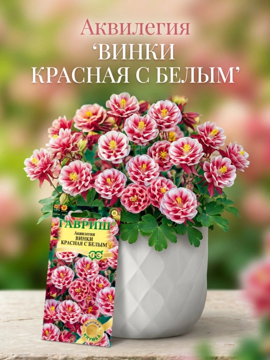 Aquilegia Vinki urug'lari oq bilan qizil, 5 dona, Gavrish, elita gulzor - 