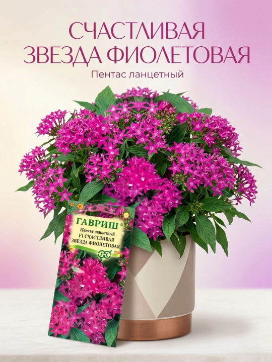 Lantsetl Pentas urug'lari Baxtli yulduz, binafsha F1, 3 dona, 1071860700 - 