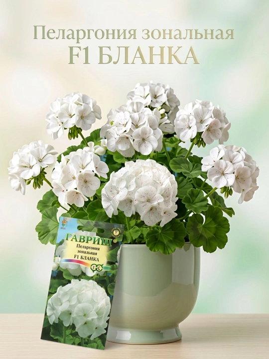 Pelargonium urug'lari zonal shakl F1, 4 dona, 4602052 - 