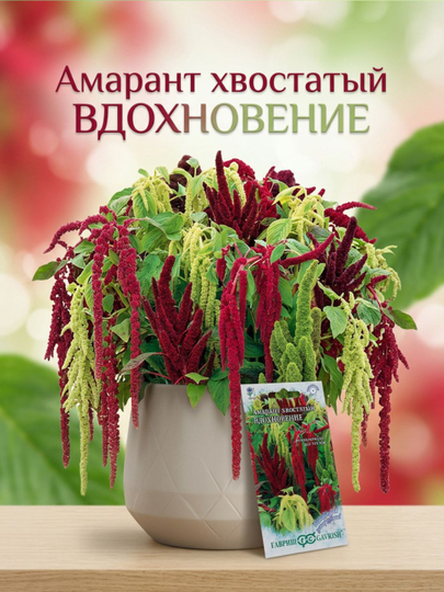 Семена Гавриш Амарант Вдохновение, устойчив к заморозкам, 0.5 г — GAVRISH-GV0016