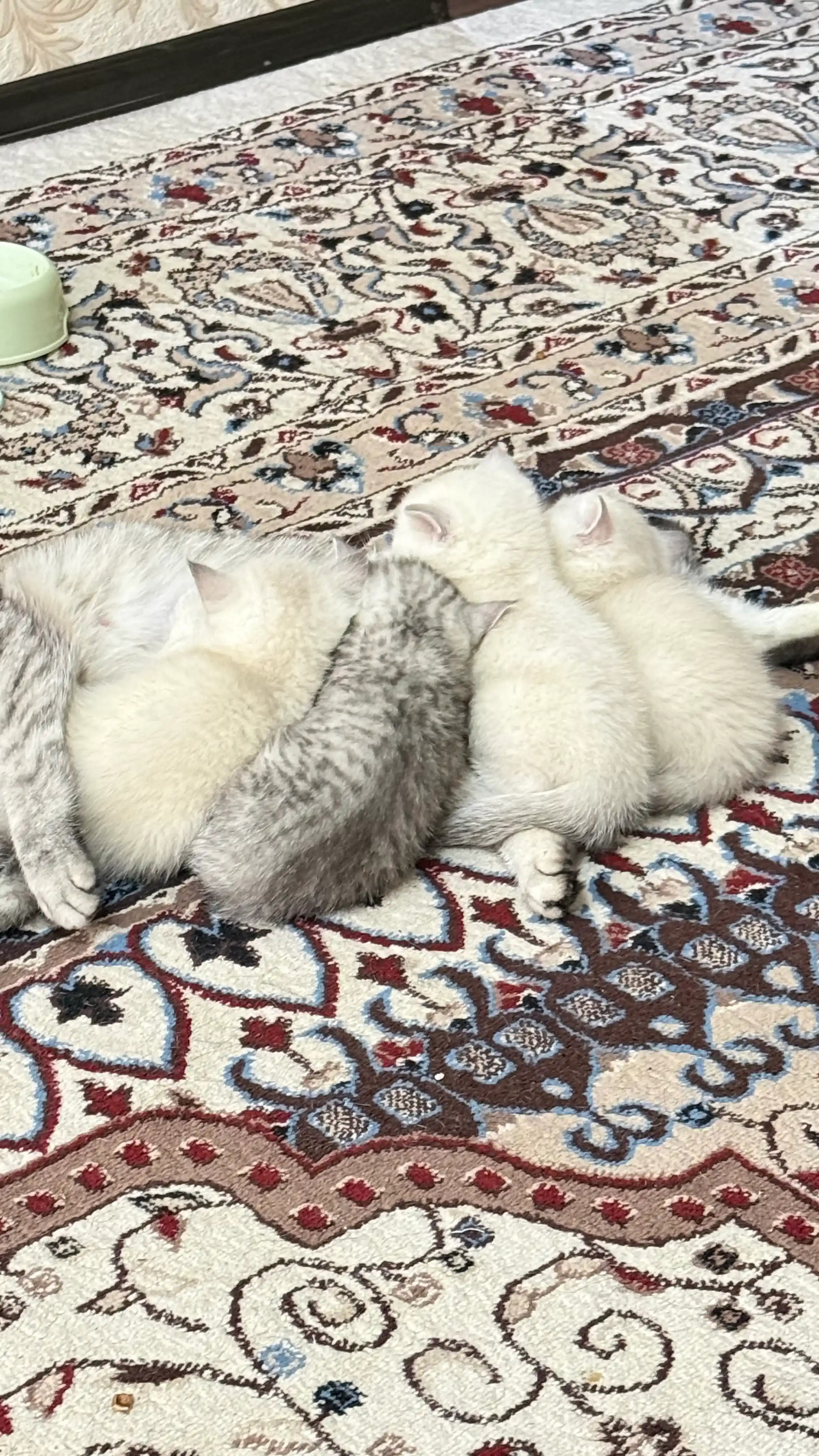 Игрушка для кошек, удочка с пером и колокольчиком