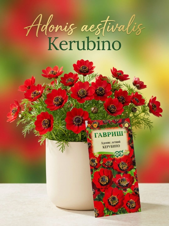 Семена Адонис Керубино, 0.1 г, Гавриш, цветочная коллекция - 