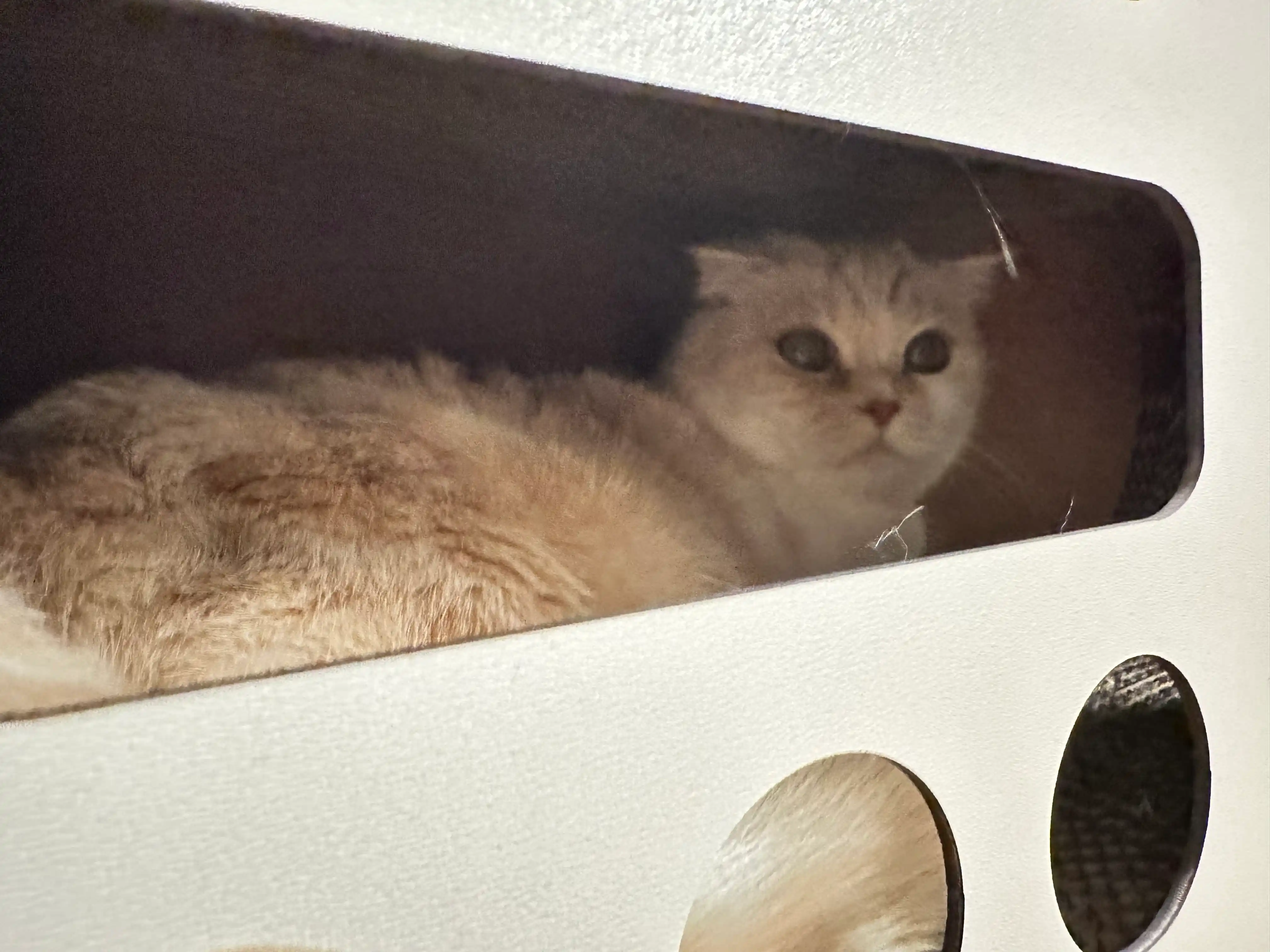 Mushuklar va mushukchalar uchun 3x1 karton tirnoqcha, Home KinderCat