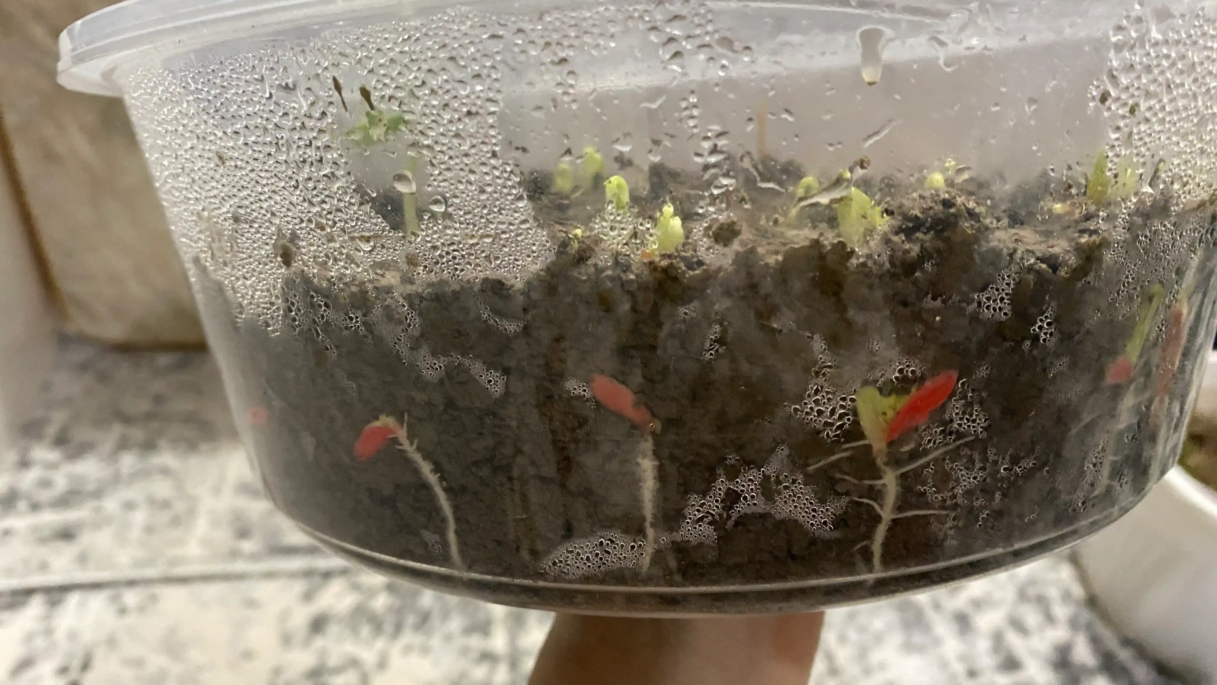 Семена огурца одна упаковка 10 гр, и в комплекте три упаковки - Profi Agro Seeds, 30 гр
