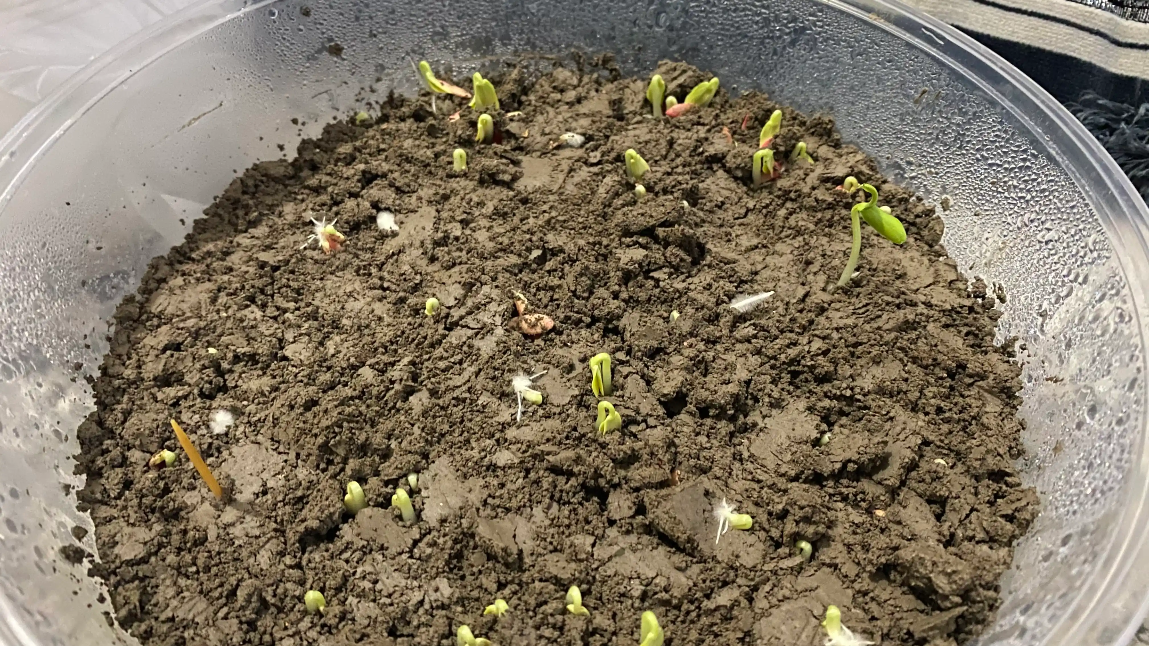 Семена огурца одна упаковка 10 гр, и в комплекте три упаковки - Profi Agro Seeds, 30 гр